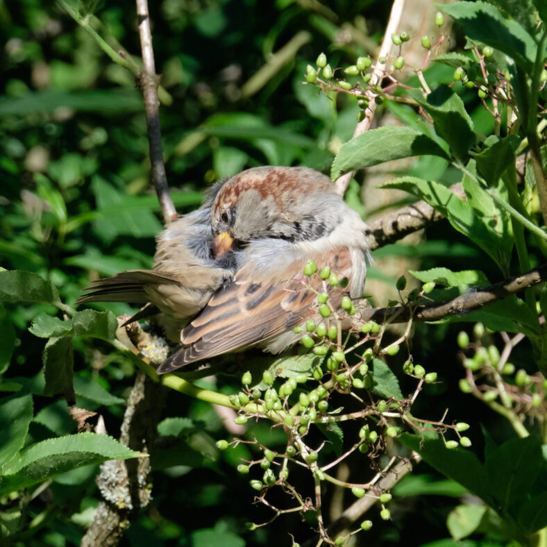 Vögel im Garten 2020 emilsson