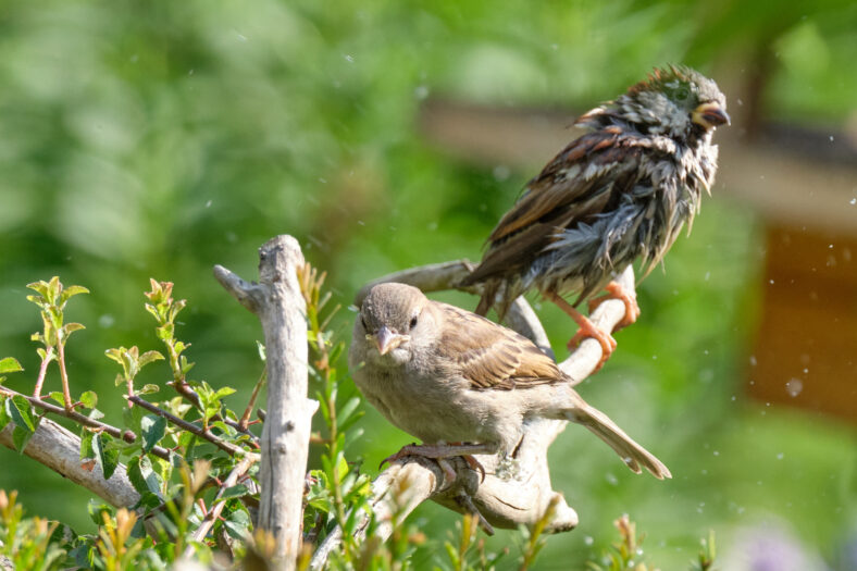 Vögel im Garten 2020 emilsson